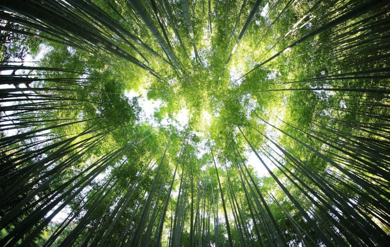 FAQs zur Umweltfreundlichkeit von Photovoltaik - Einstiegsbild